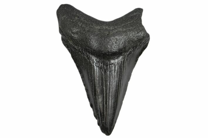 Serrated, Juvenile Megalodon Tooth - South Carolina #170547